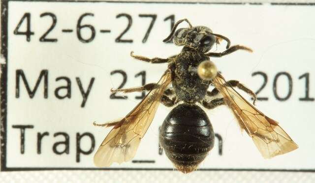 Image of Andrena forbesii Robertson 1891