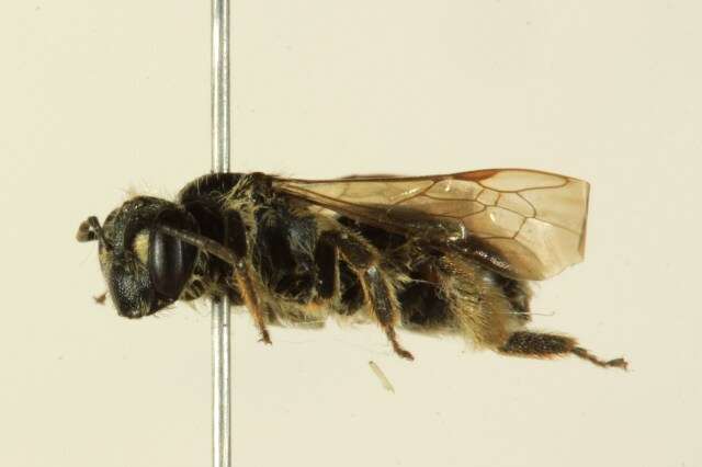 Image of Cresson's Andrena