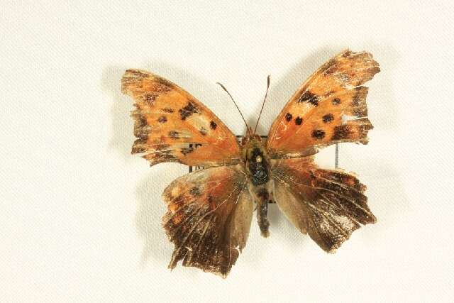 Слика од Polygonia interrogationis Fabricius 1798