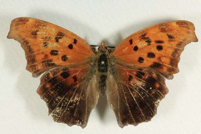 Слика од Polygonia interrogationis Fabricius 1798