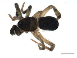 Image of Drassyllus depressus (Emerton 1890)