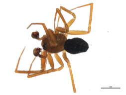 Image of Centromerus sylvaticus (Blackwall 1841)