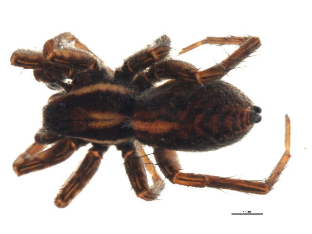 Image of Pardosa modica (Blackwall 1846)