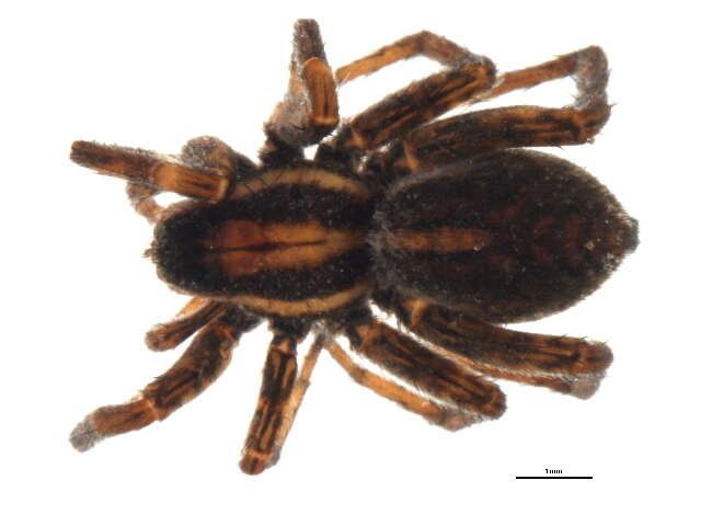 Image of Pardosa modica (Blackwall 1846)