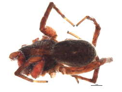 Image of Varacosa avara (Keyserling 1877)