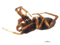 Image of Pardosa modica (Blackwall 1846)