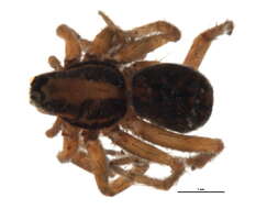 Image of Schizocosa crassipalpata Roewer 1951