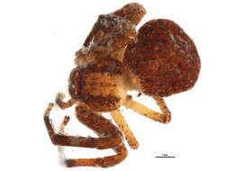 Image of Deadly Ground Crab Spider