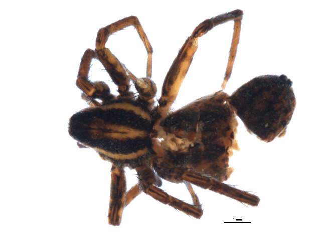 Image of Pardosa modica (Blackwall 1846)