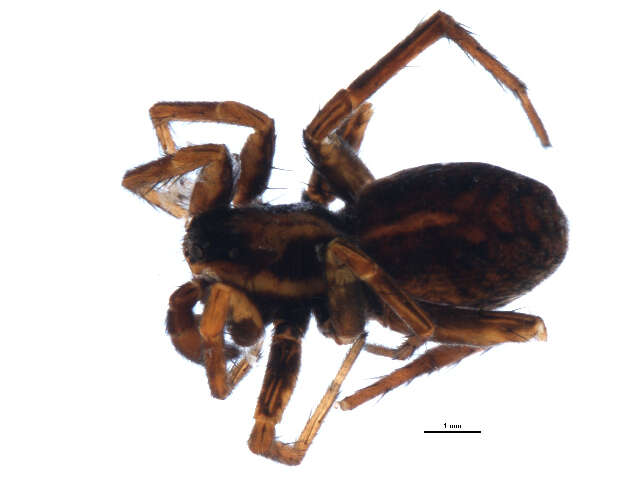 Image of Pardosa modica (Blackwall 1846)