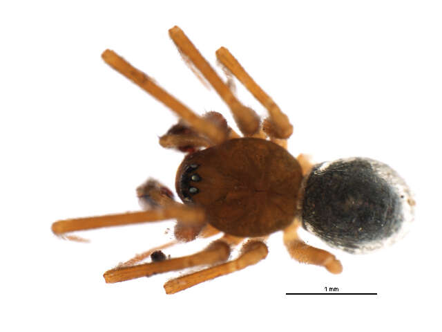 Image of Centromerus sylvaticus (Blackwall 1841)