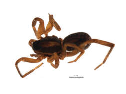 Image of Schizocosa crassipalpata Roewer 1951