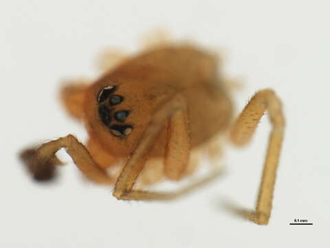 Image of Dwarf weaver