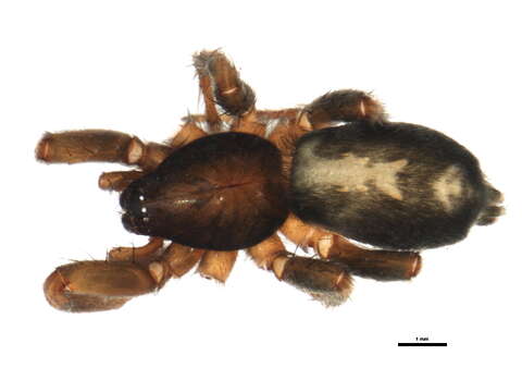 Image of Eastern Parson Spider