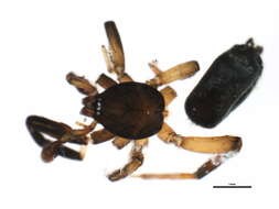 Image of Drassyllus depressus (Emerton 1890)