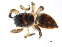 Image of Habronattus decorus (Blackwall 1846)