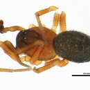 Image of Eridantes erigonoides (Emerton 1882)