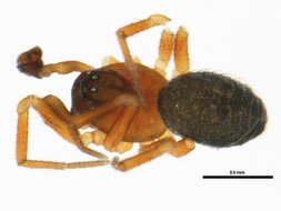 Image of Eridantes erigonoides (Emerton 1882)