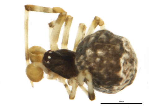 Image of Parasteatoda tabulata (Levi 1980)