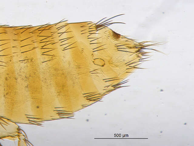 Opisodasys pseudarctomys (Baker 1904)的圖片