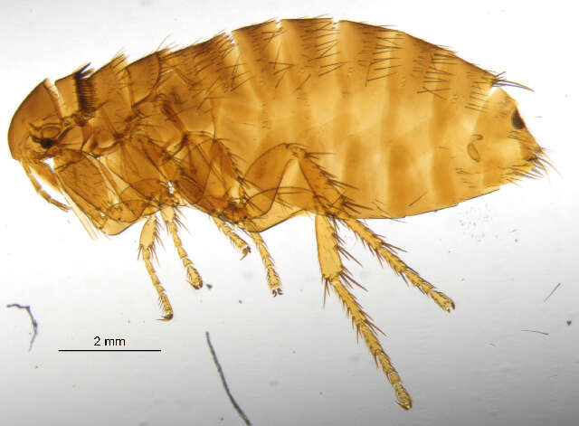 Image of <i>Ceratophyllus vison</i>