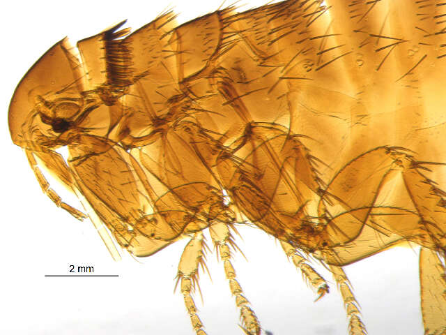 Image of <i>Ceratophyllus vison</i>