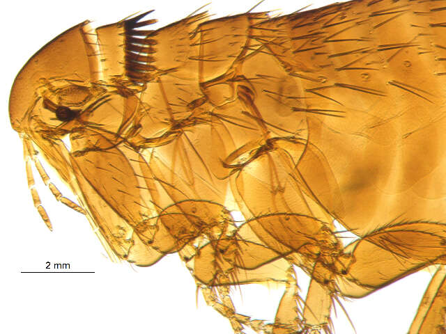 Image of <i>Ceratophyllus vison</i>