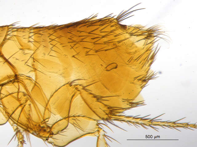 Opisodasys pseudarctomys (Baker 1904)的圖片