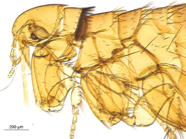 Opisodasys pseudarctomys (Baker 1904)的圖片