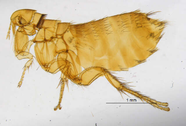 Opisodasys pseudarctomys (Baker 1904)的圖片