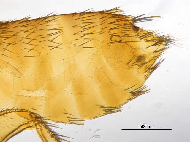 Opisodasys pseudarctomys (Baker 1904)的圖片