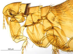 Opisodasys pseudarctomys (Baker 1904)的圖片