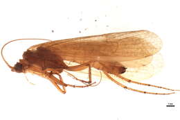 Image of Stenophylax nycterobius (McLachlan 1875)
