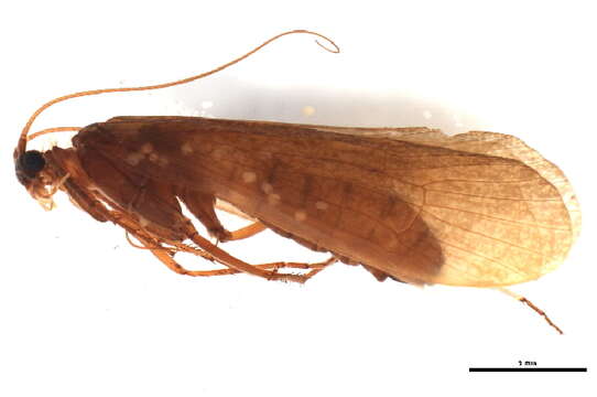 Stenophylax nycterobius (McLachlan 1875) resmi