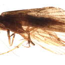Image of Rhyacophila munda McLachlan 1862