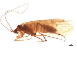 Image of Allogamus mortoni (Navas 1907)