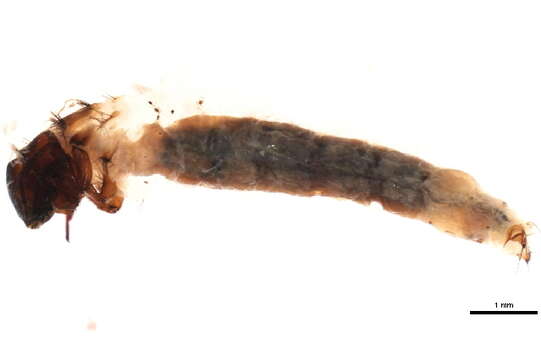 Image of <i>Lepidostoma basale</i>