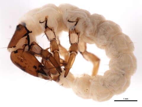 Rhyacophila munda McLachlan 1862 resmi