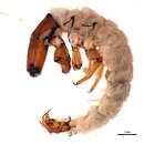 Rhyacophila occidentalis McLachlan 1879 resmi