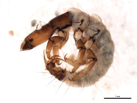 Image of Rhyacophila occidentalis McLachlan 1879