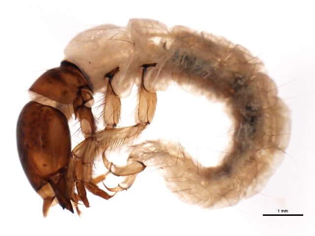 Image of Plectrocnemia geniculata McLachlan 1871