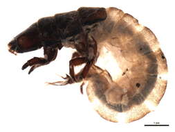 Image of Hydropsyche (Hydropsyche) instabilis (Curtis 1834)