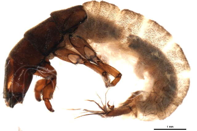 Image of Hydropsyche (Hydropsyche) infernalis Schmid 1952