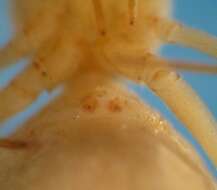 Image of Uloborus