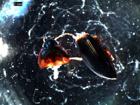 Image of Ground beetle