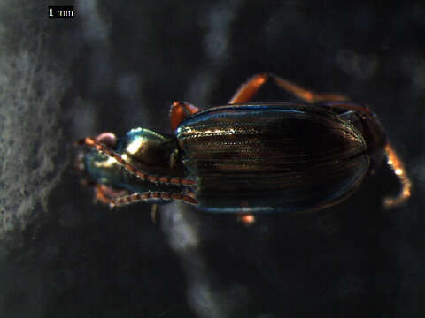 Imagem de Bembidion (Notaphus) varium (G. A. Olivier 1795)