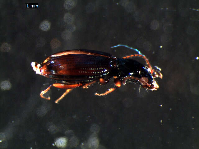 Bembidion (Emphanes) normannum Dejean 1831的圖片