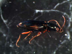 Image of Bembidion (Notaphus) varium (G. A. Olivier 1795)