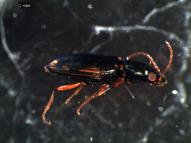 Image of Bembidion (Notaphus) varium (G. A. Olivier 1795)