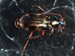 Imagem de Bembidion (Notaphus) varium (G. A. Olivier 1795)